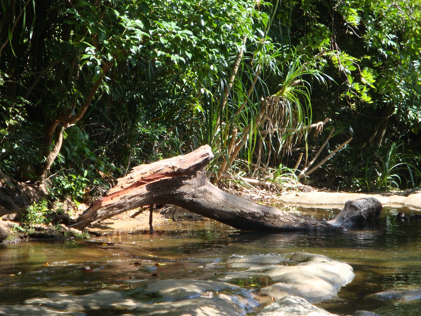 Shenbaga Devi Falls