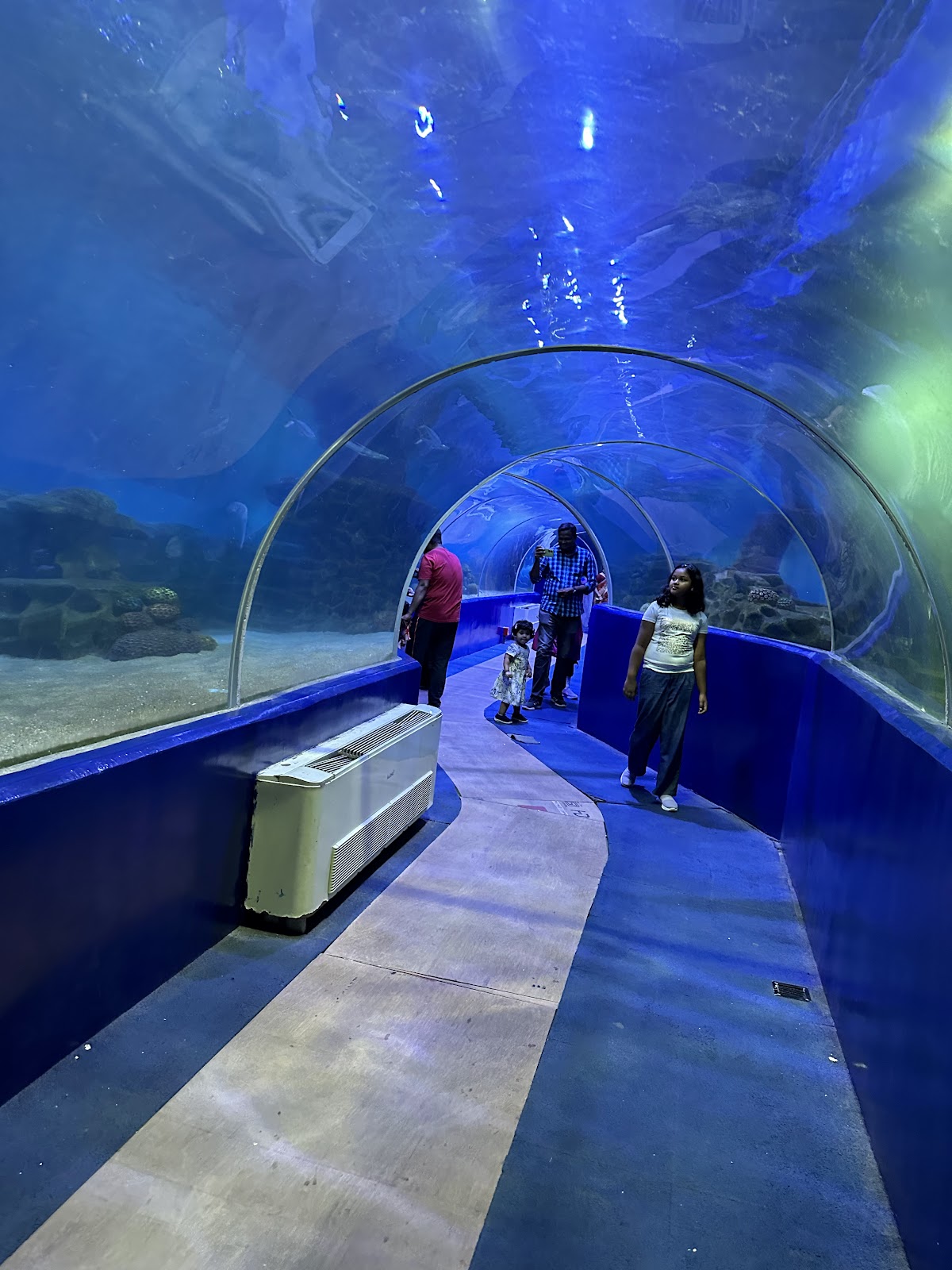 VGP Universal Kingdom