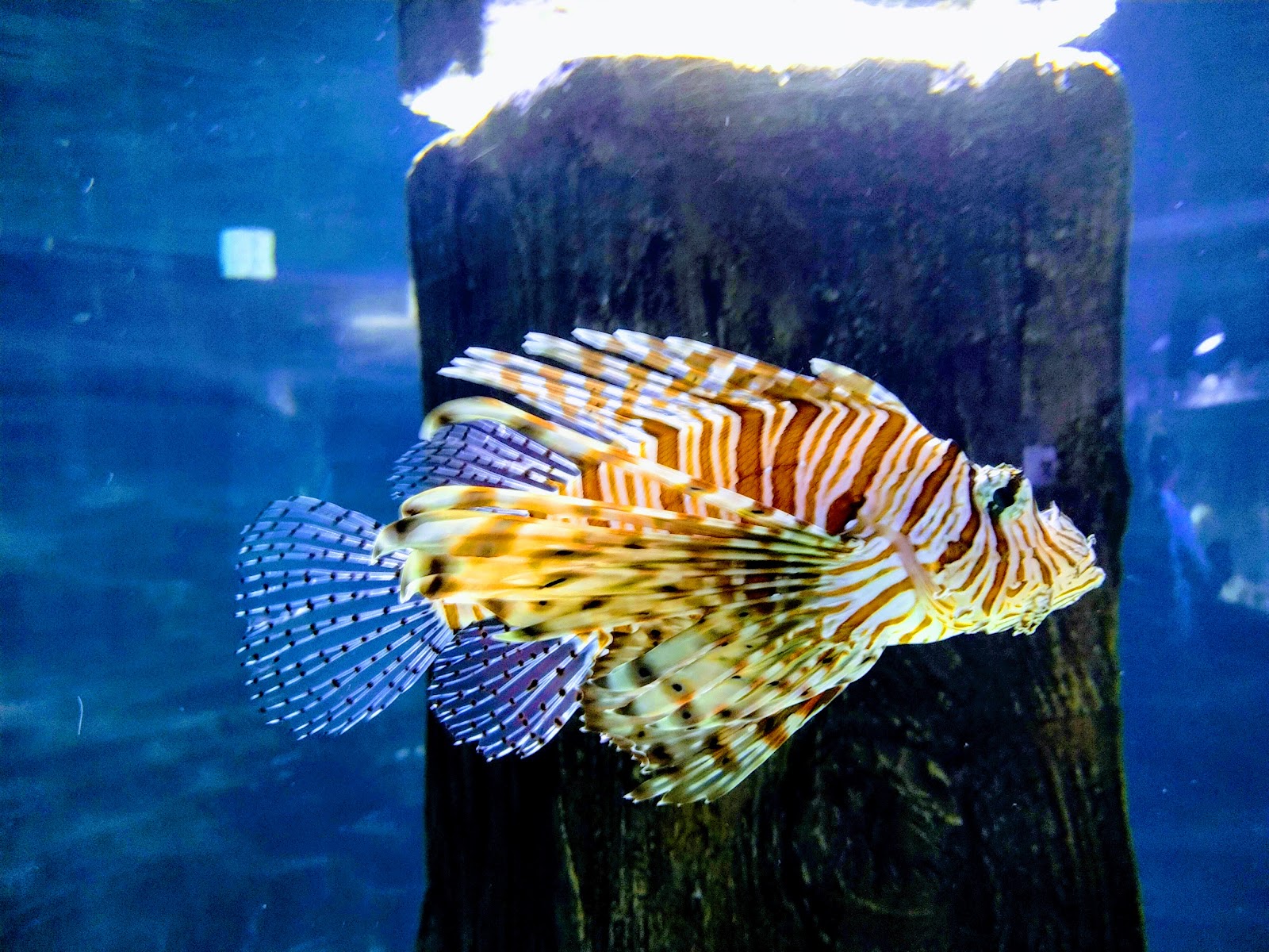 VGP Universal Kingdom