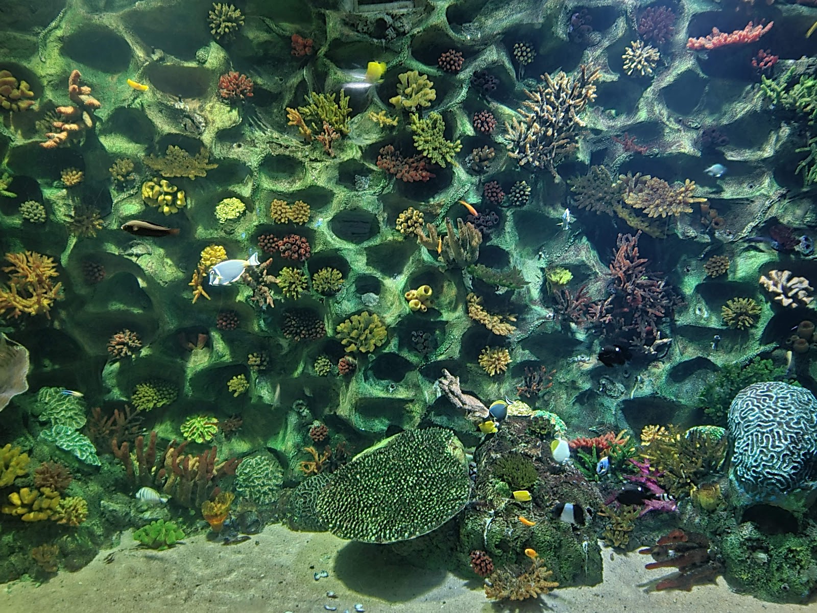 VGP Universal Kingdom