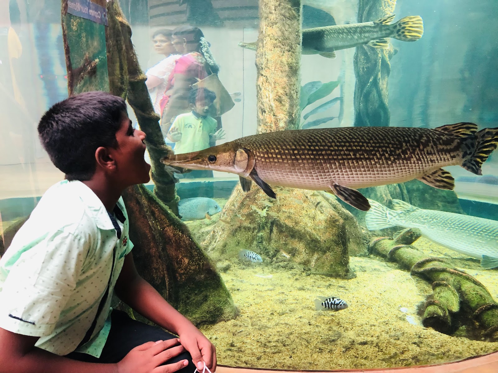 VGP Universal Kingdom