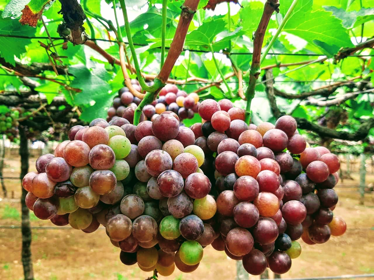 Cumbum Grape Vineyards