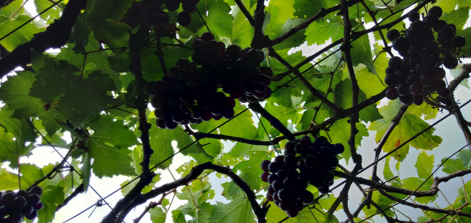 Cumbum Grape Vineyards