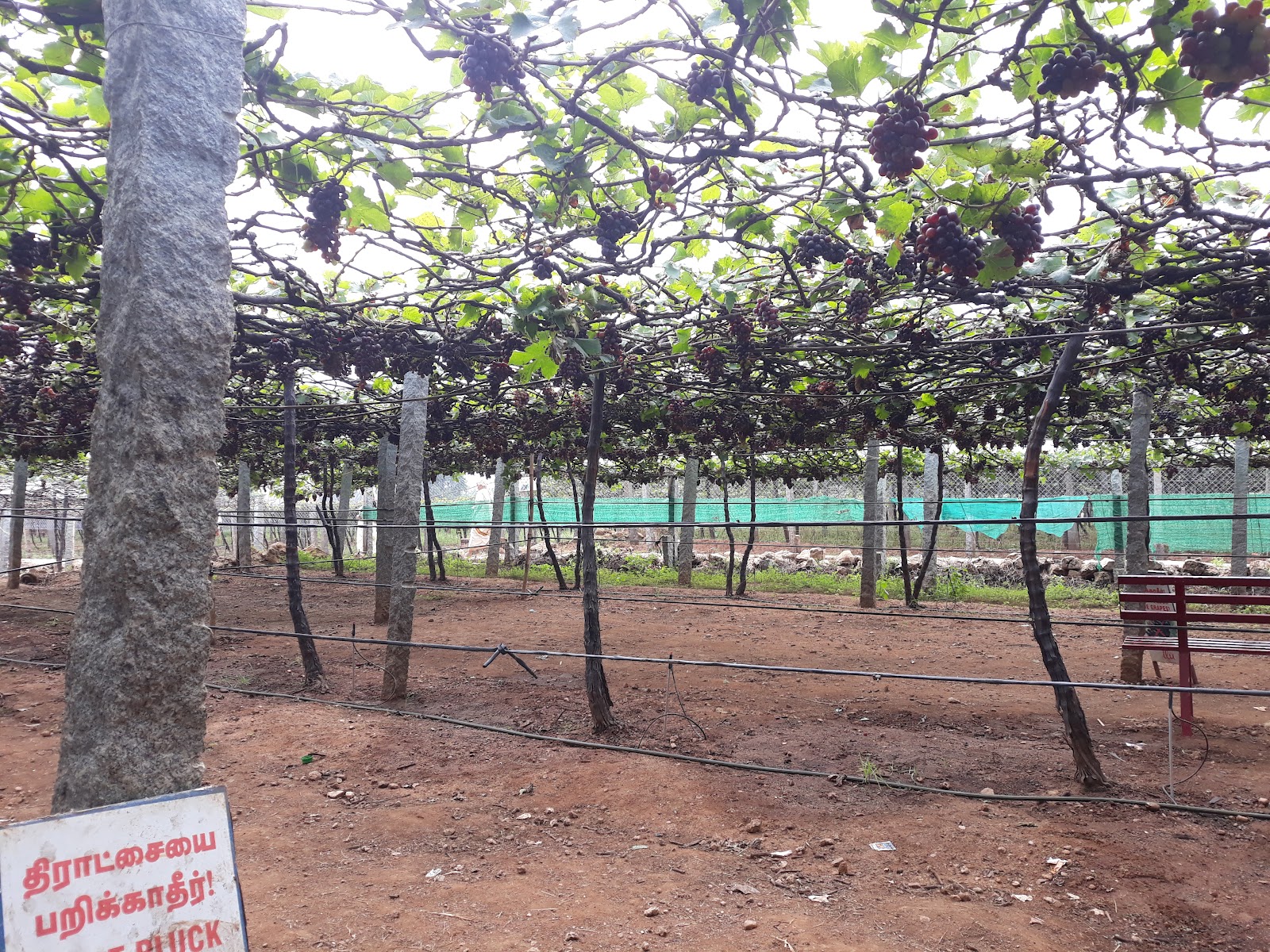 Cumbum Grape Vineyards