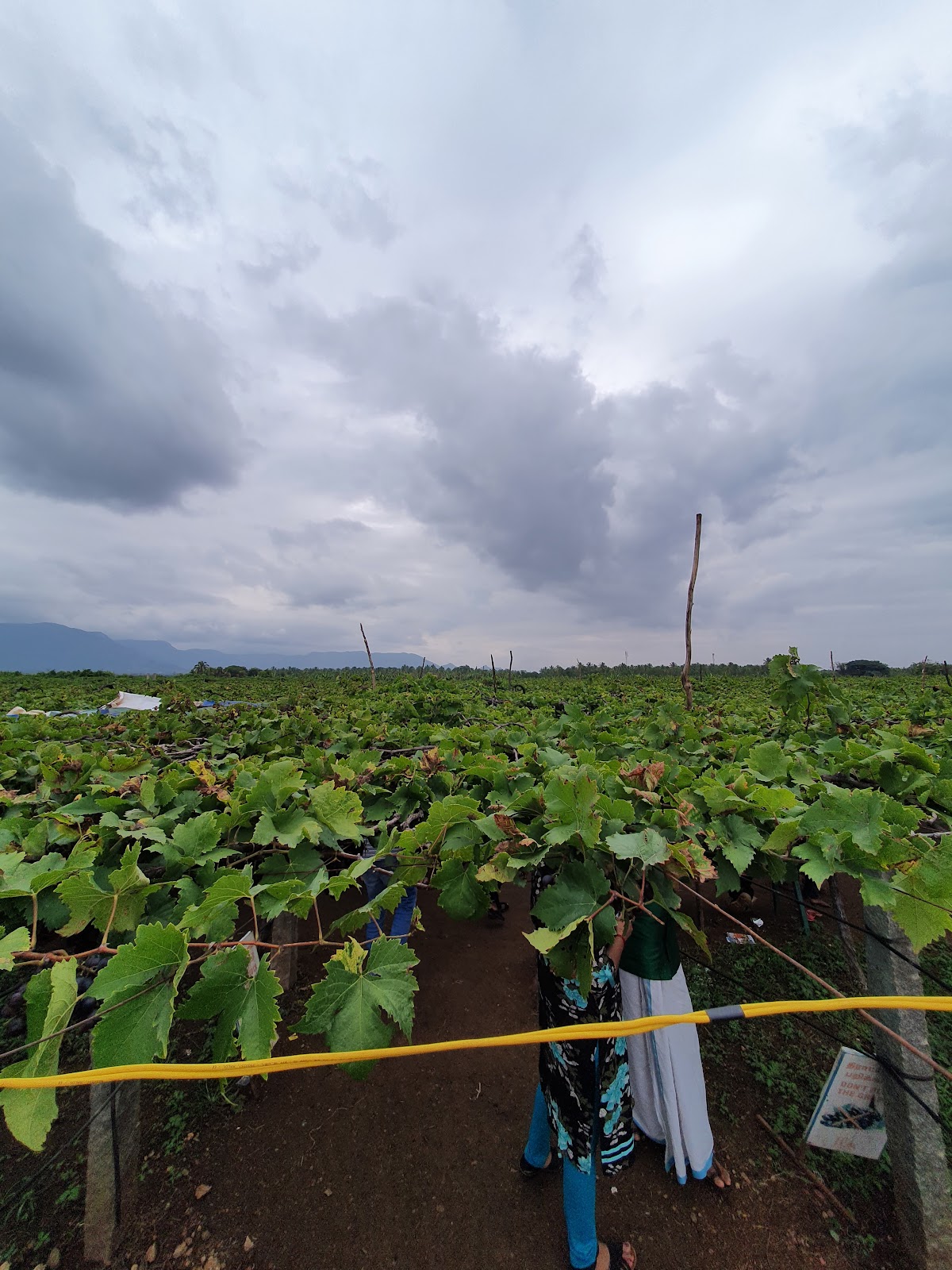Cumbum Grape Vineyards