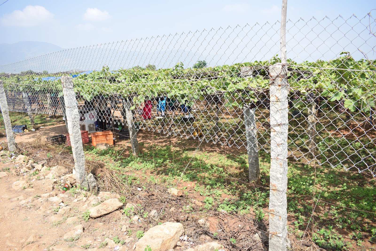 Cumbum Grape Vineyards
