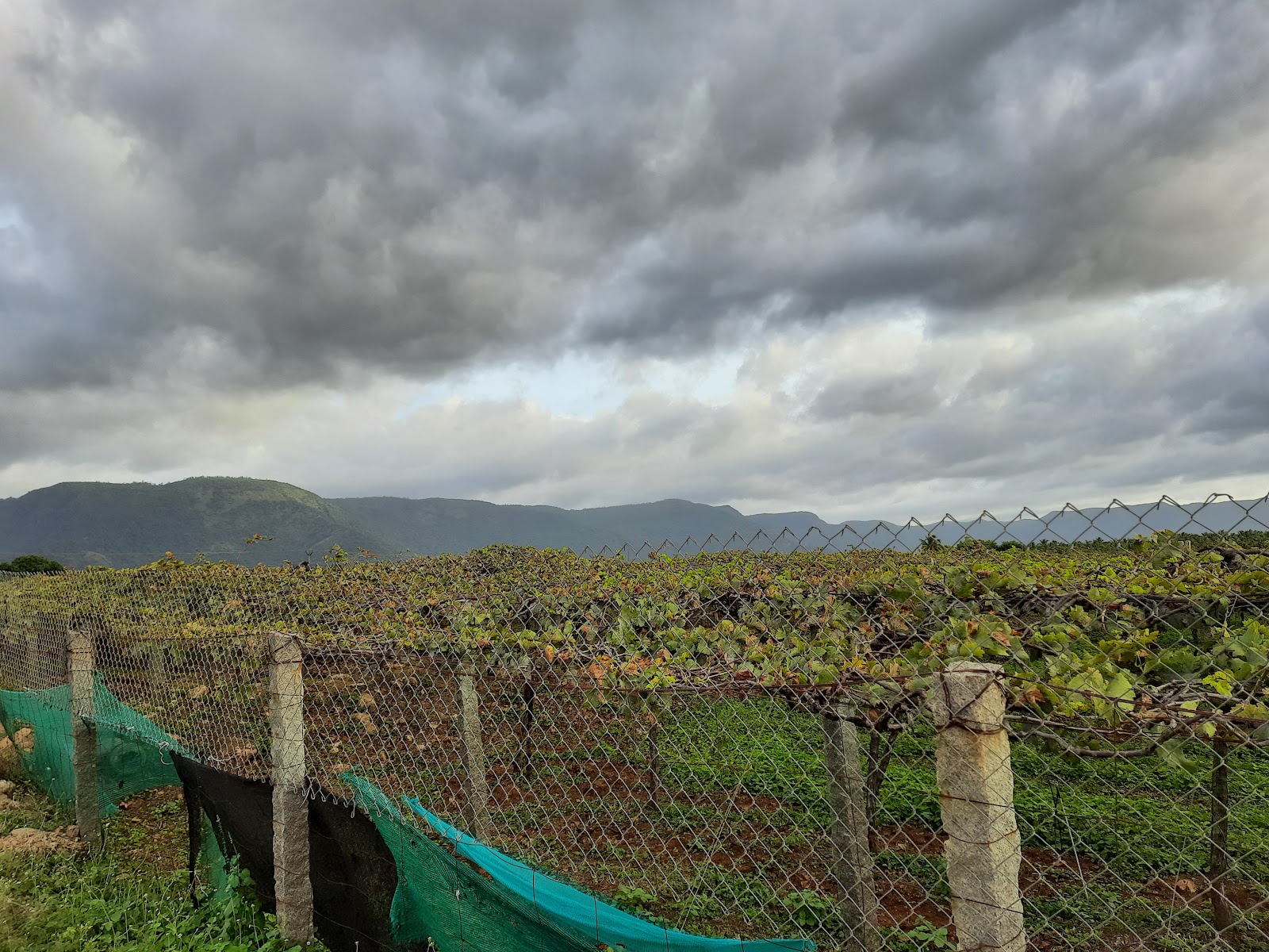Cumbum Grape Vineyards