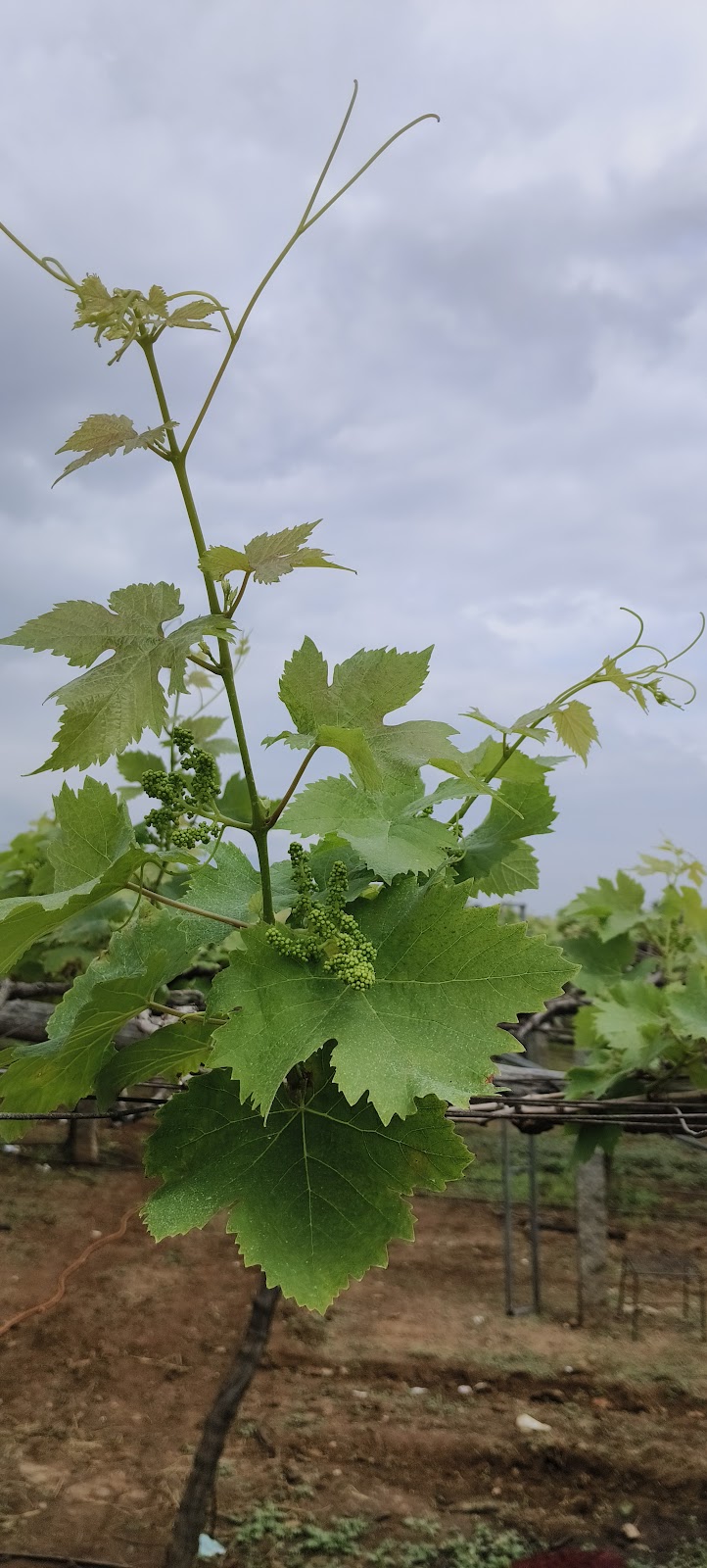 Cumbum Grape Vineyards