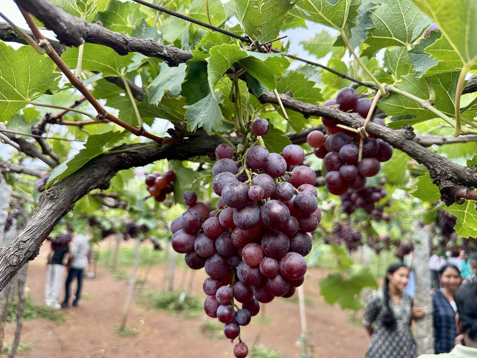 Grape Gardens