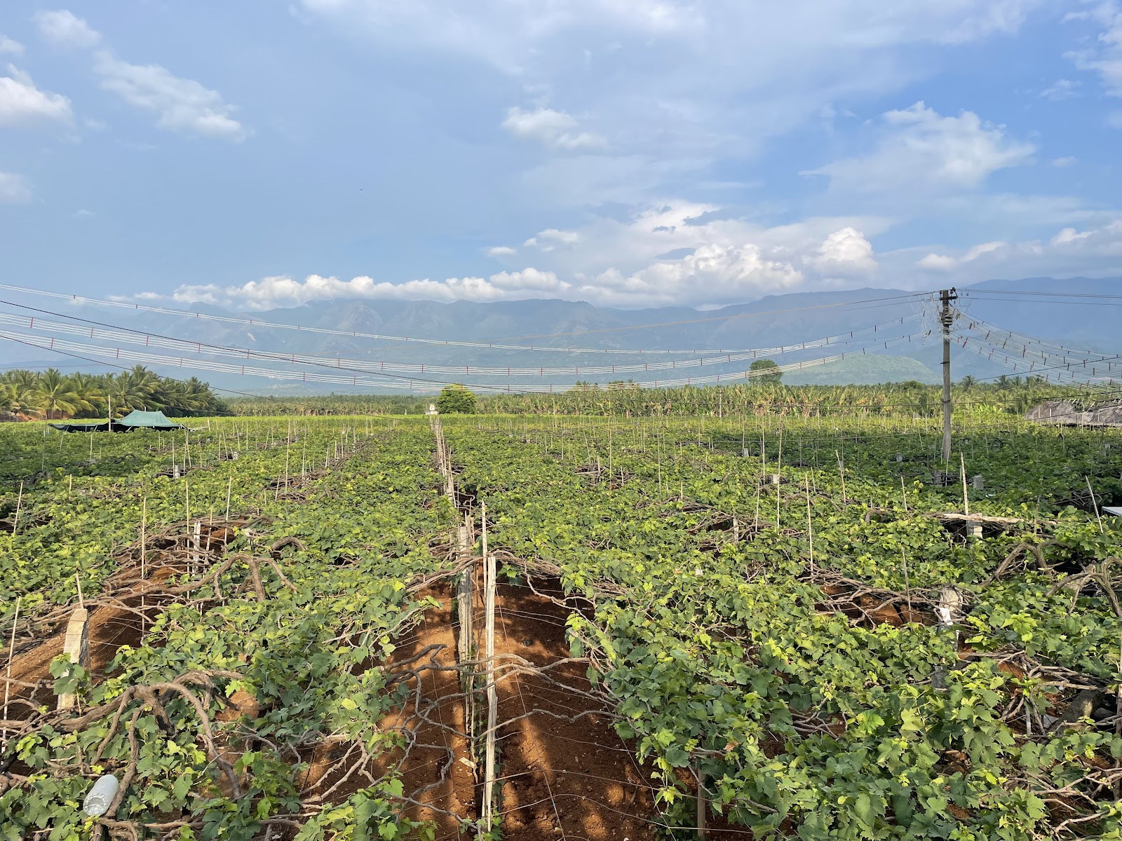 Grape Gardens