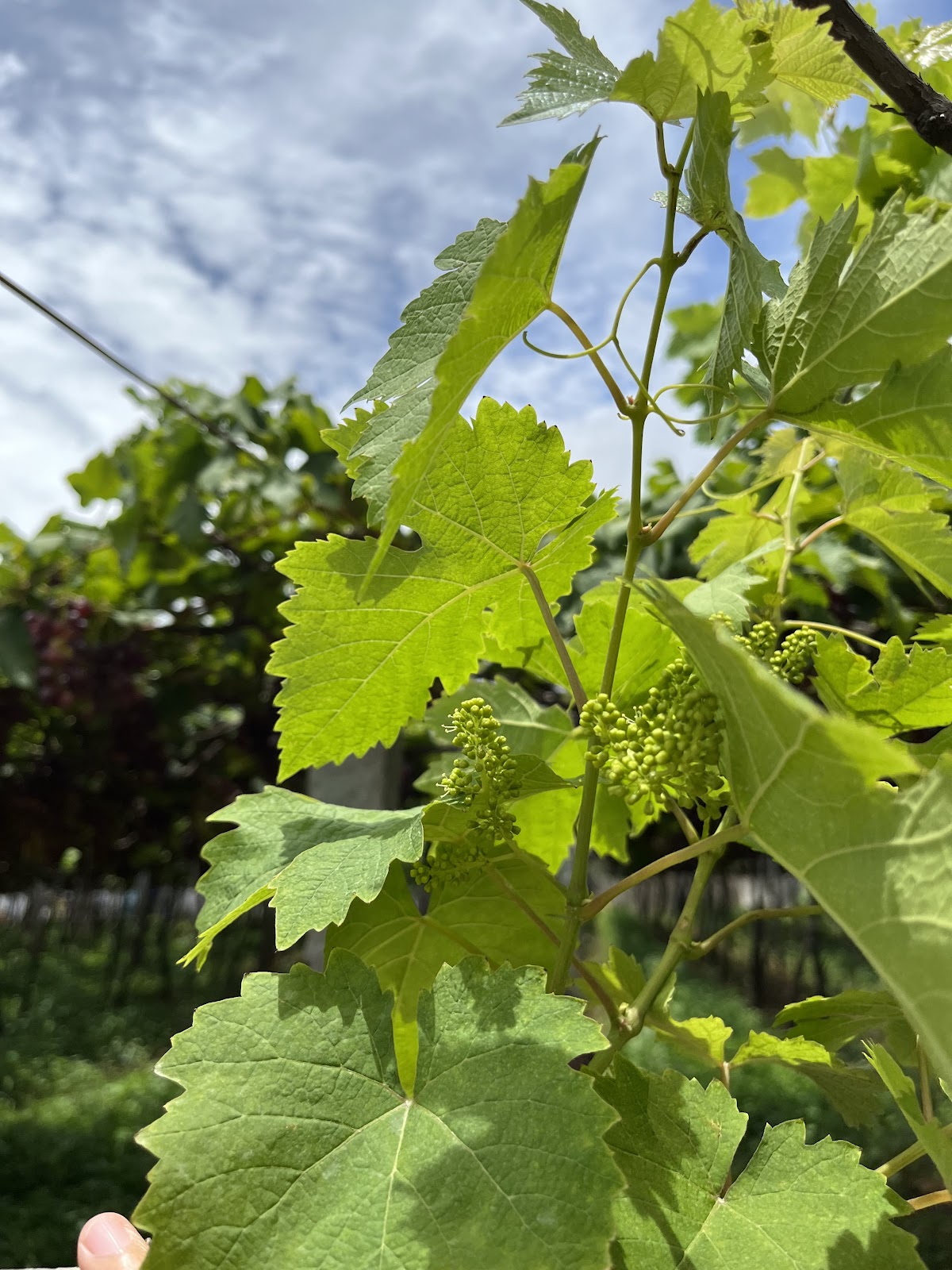 Grape Gardens