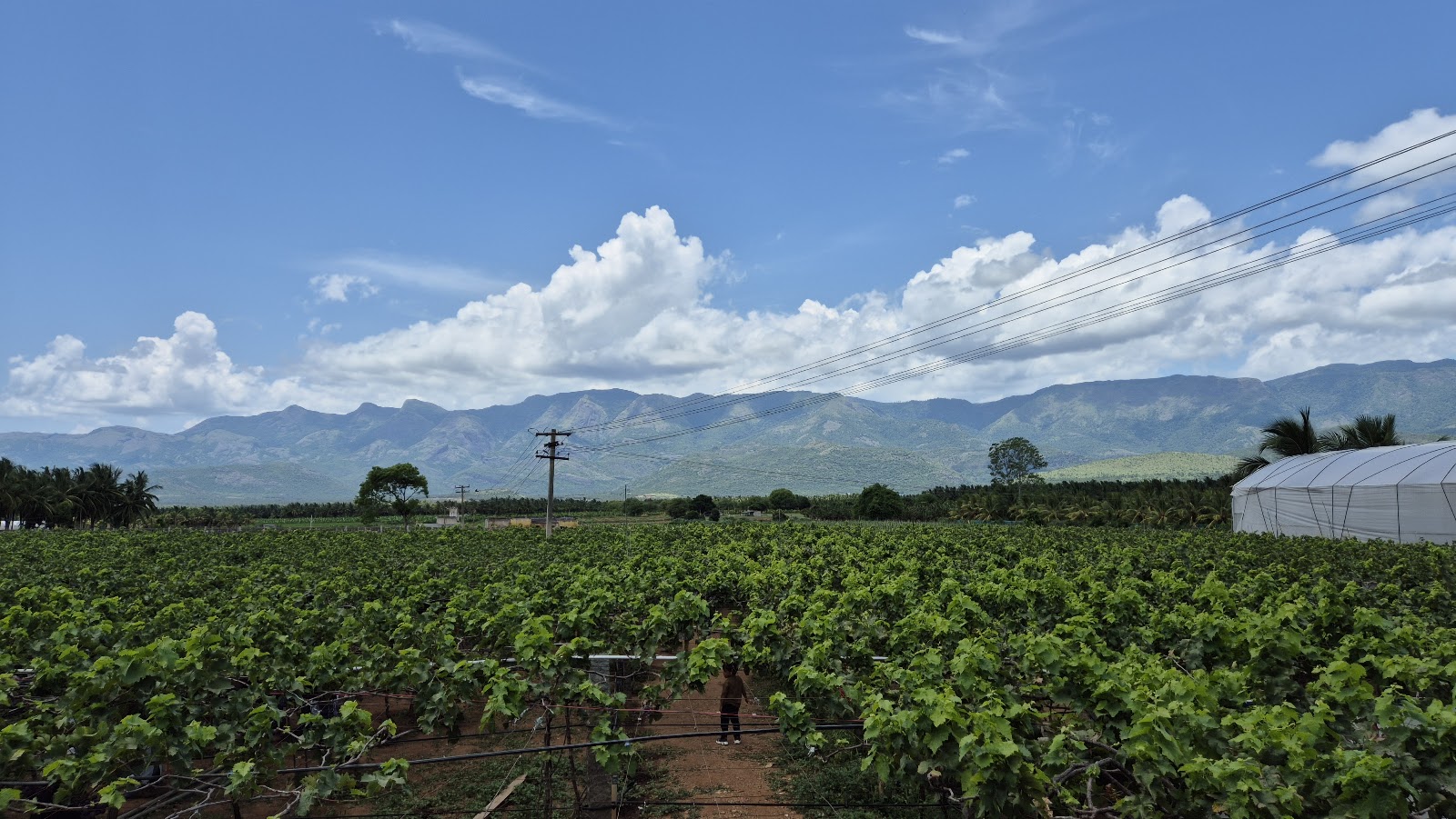 Grape Gardens
