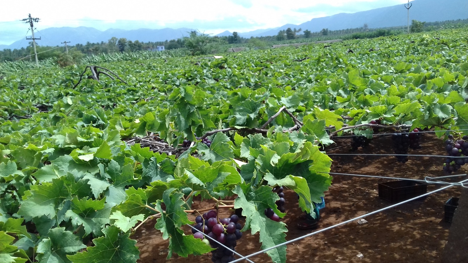 Grape Gardens