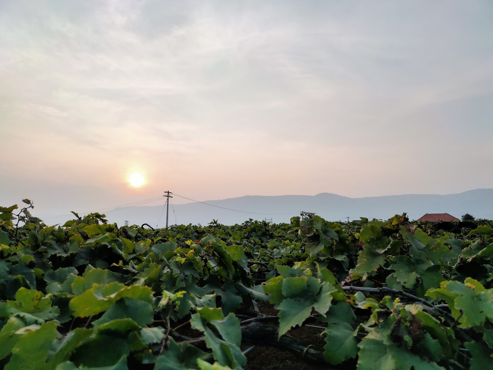 Grape Gardens
