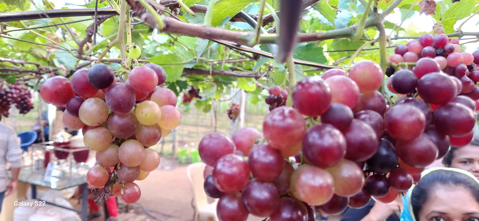 Sunset Viewpoint near Cumbum