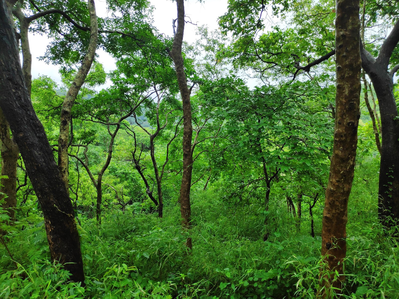 Tungareshwar Wildlife Sanctuary