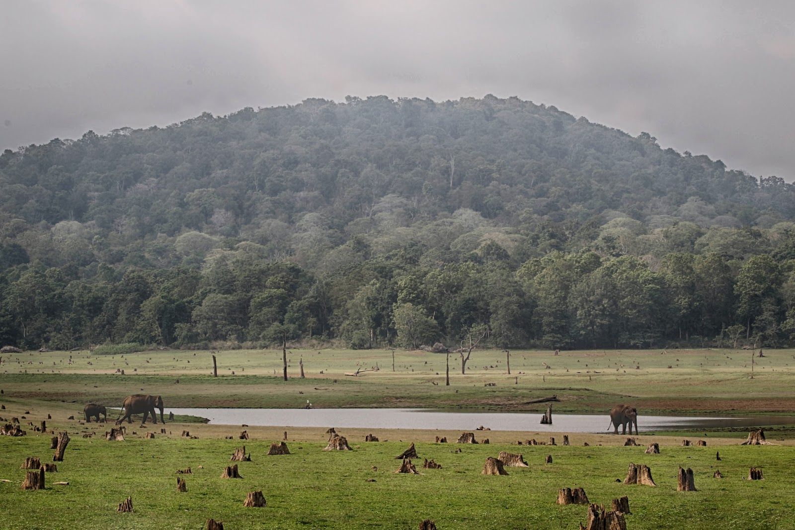 Nagarhole National Park