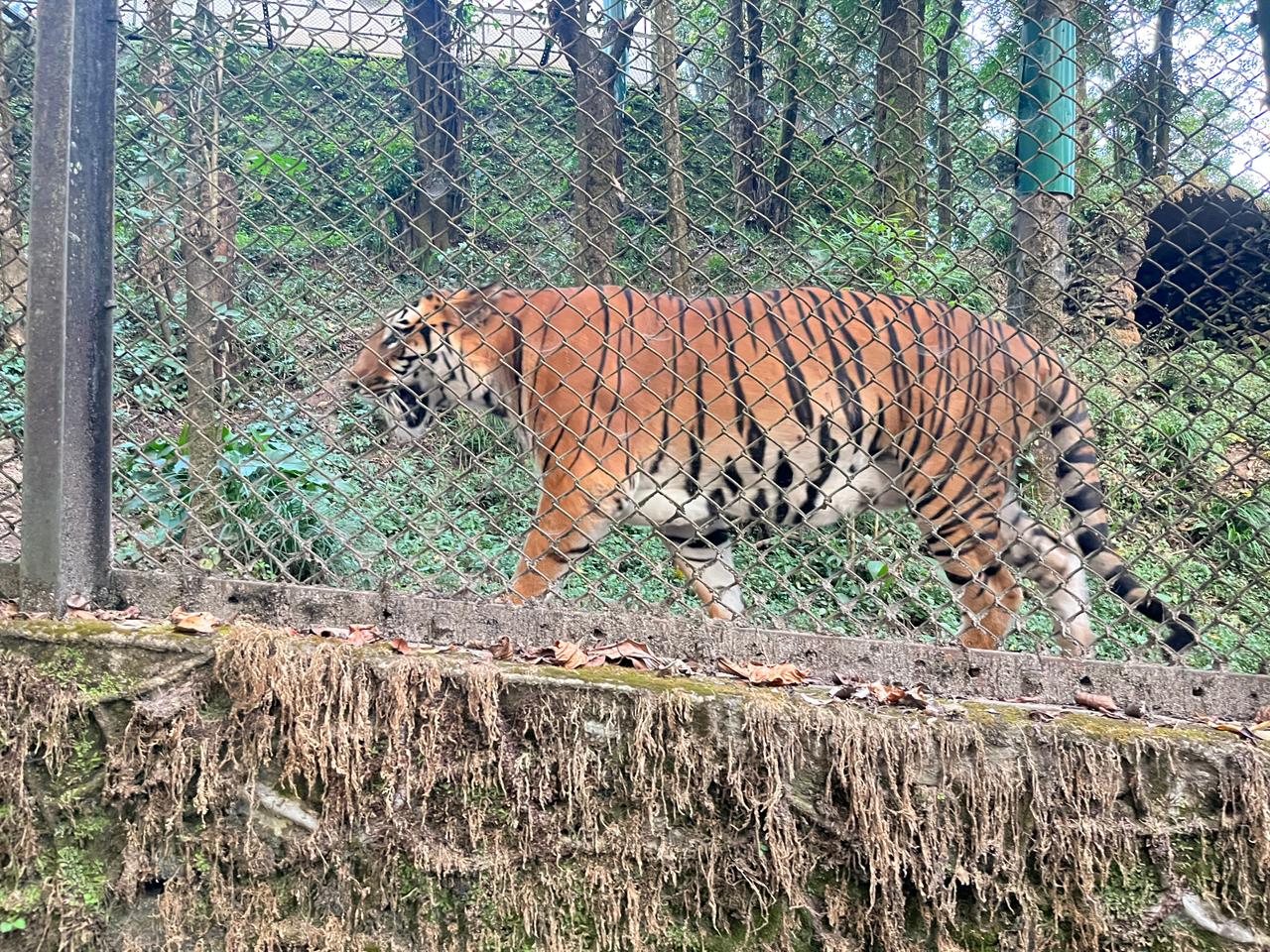 Darjeeling Zoo