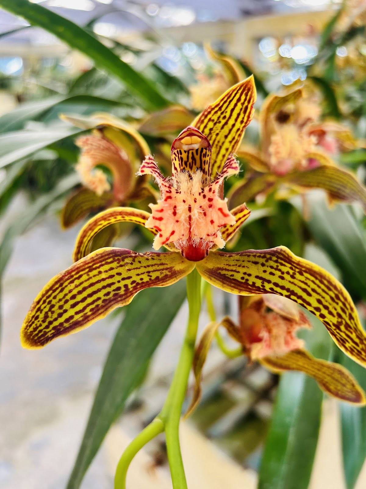 Lloyd Botanical Garden