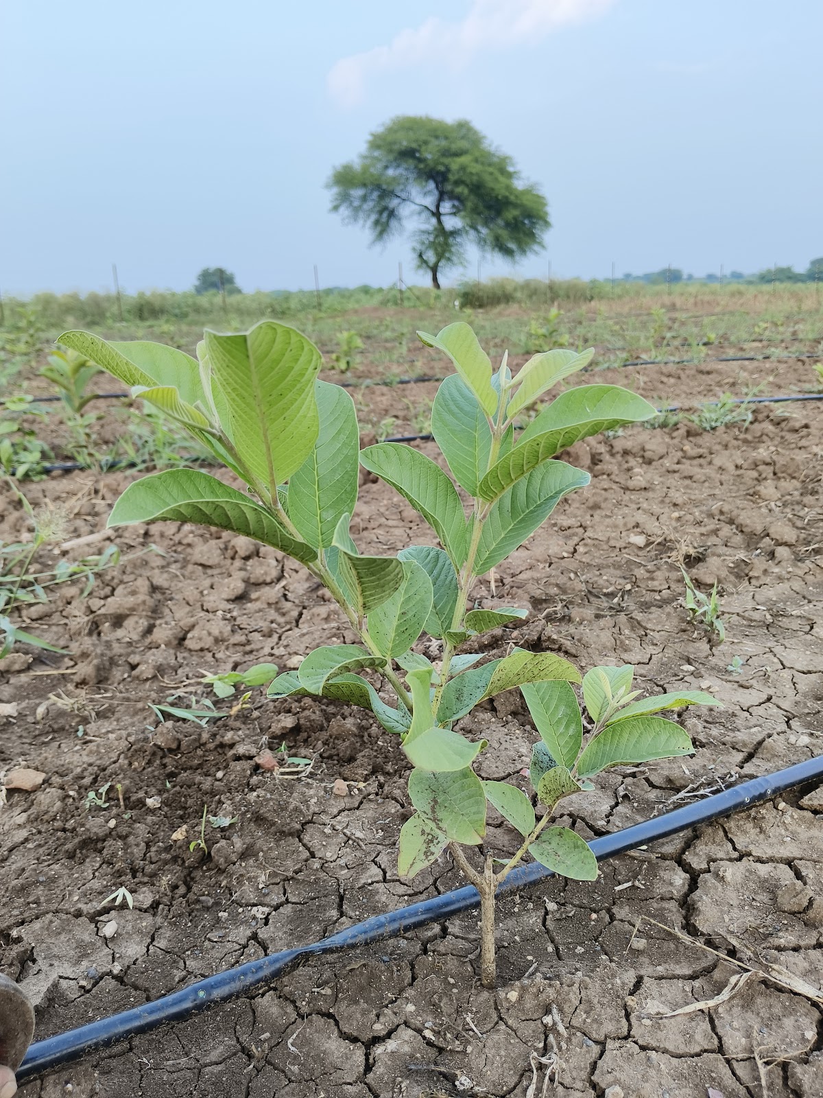 Agricultural Research Farm