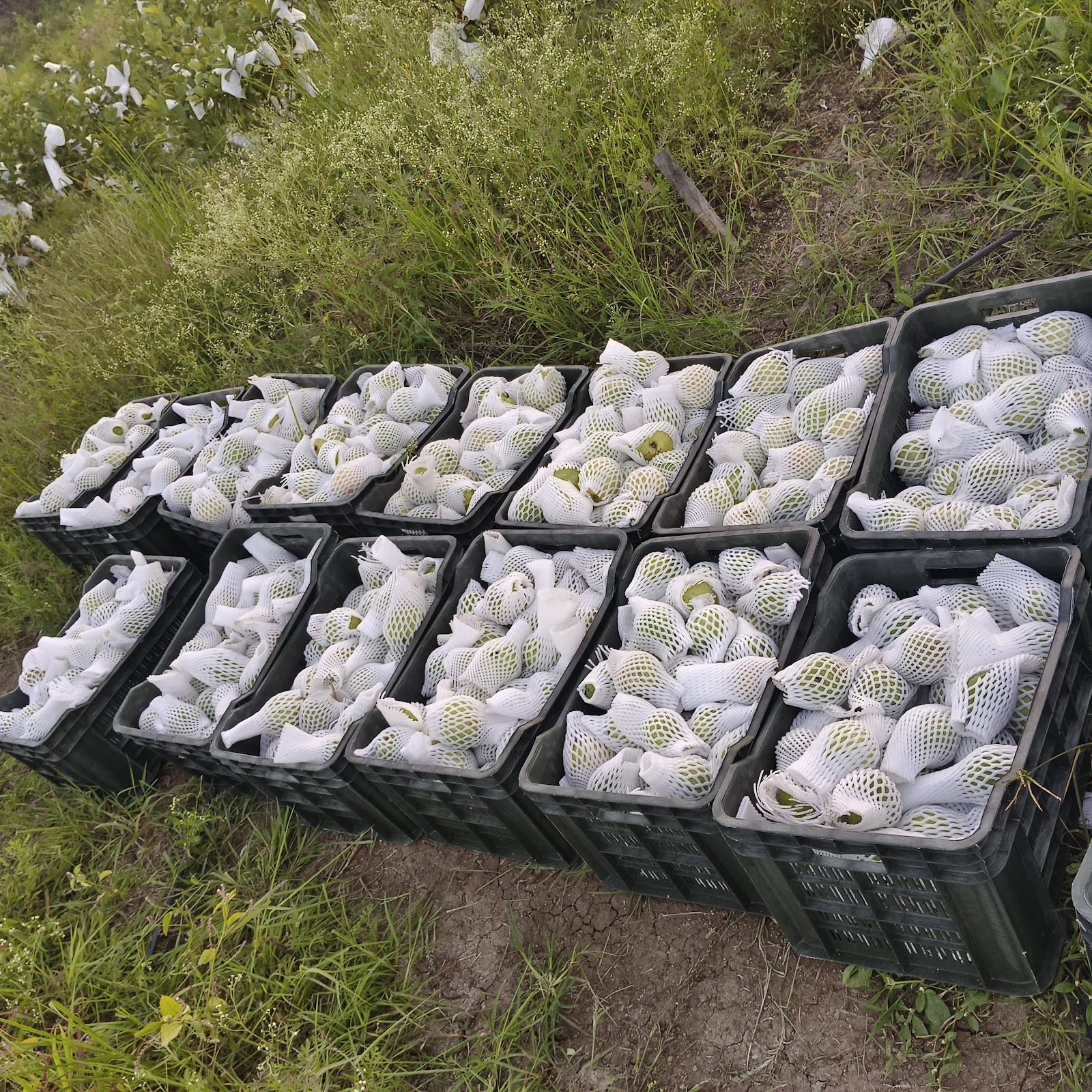 Agricultural Research Farm