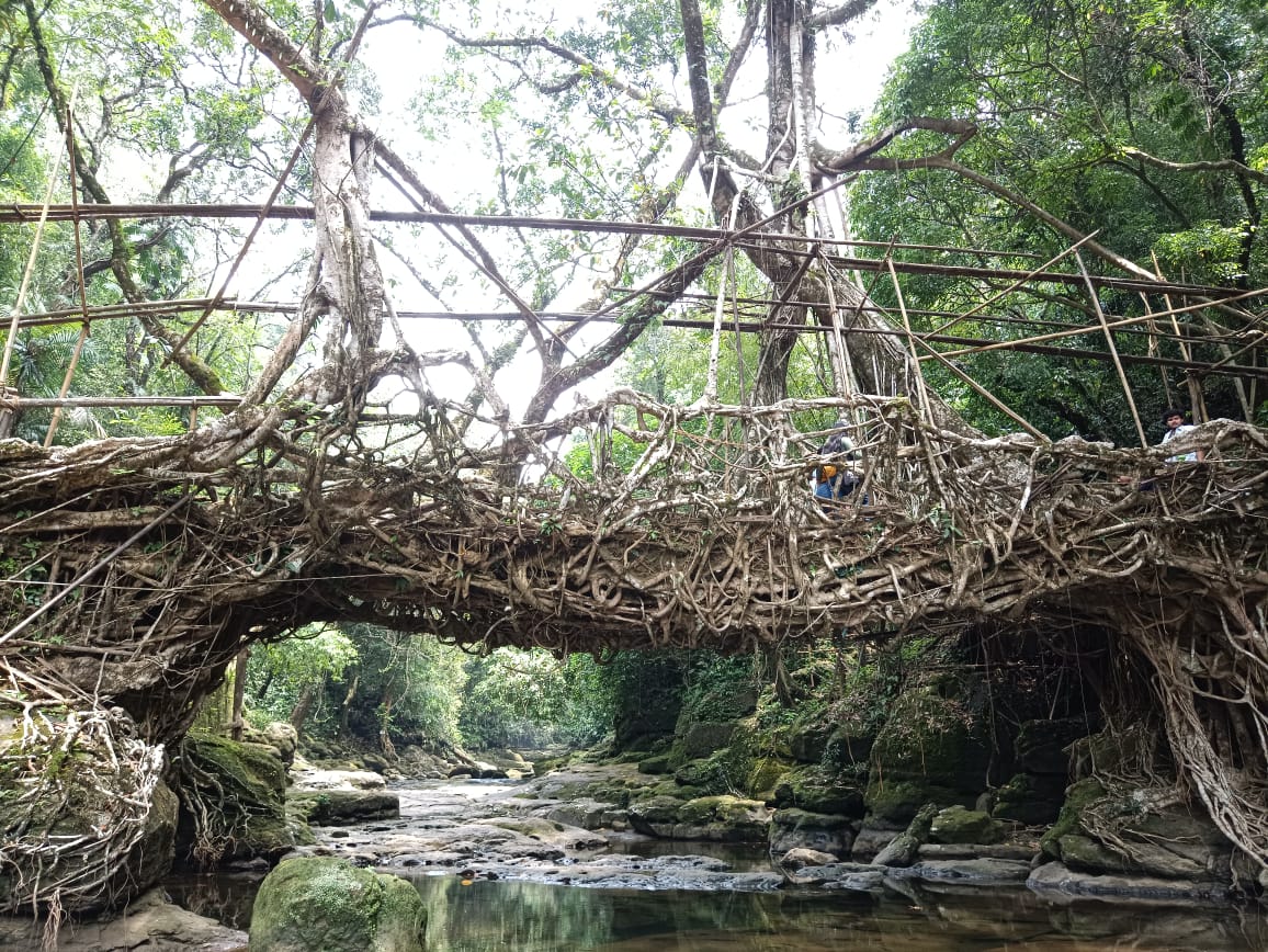 Living Root Bridges