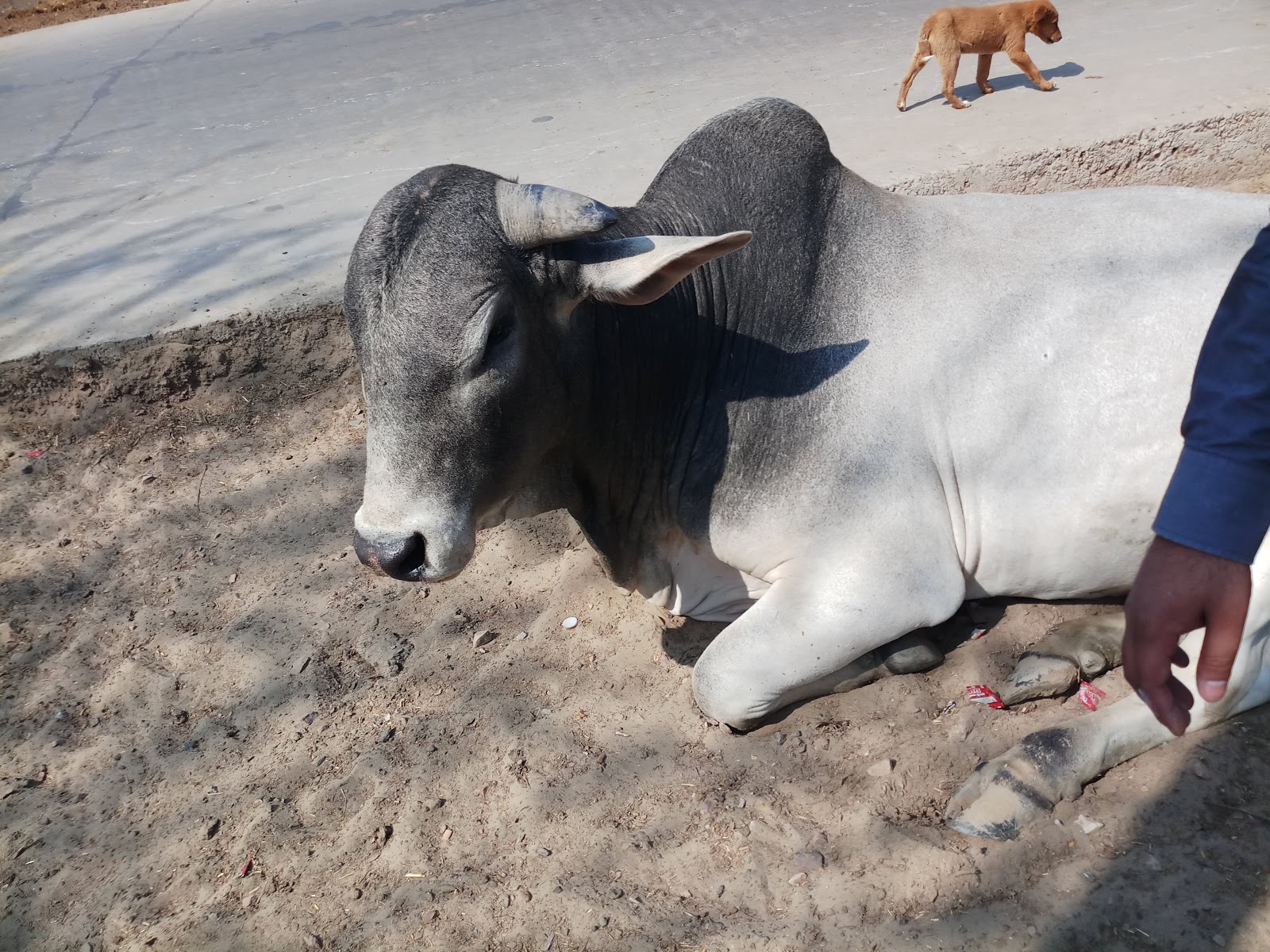 Chhatri of Raja Suraj Mal