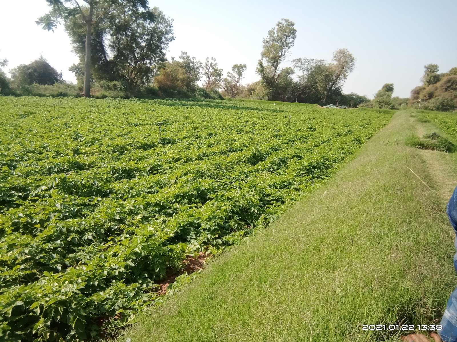 Weekly Cattle Market