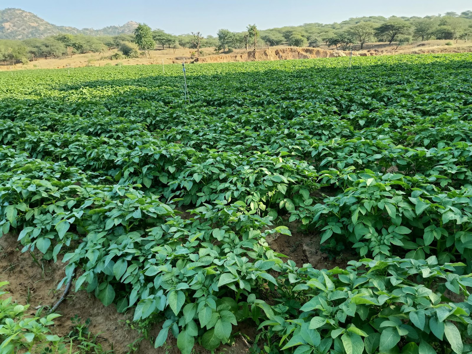 Weekly Cattle Market