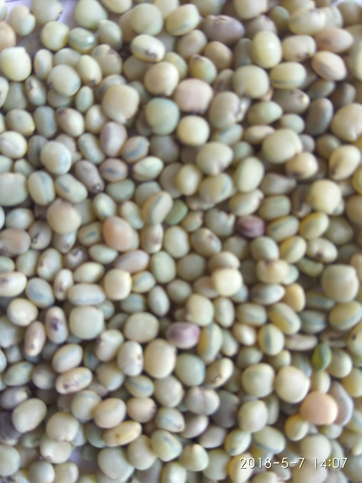 Weekly Cattle Market