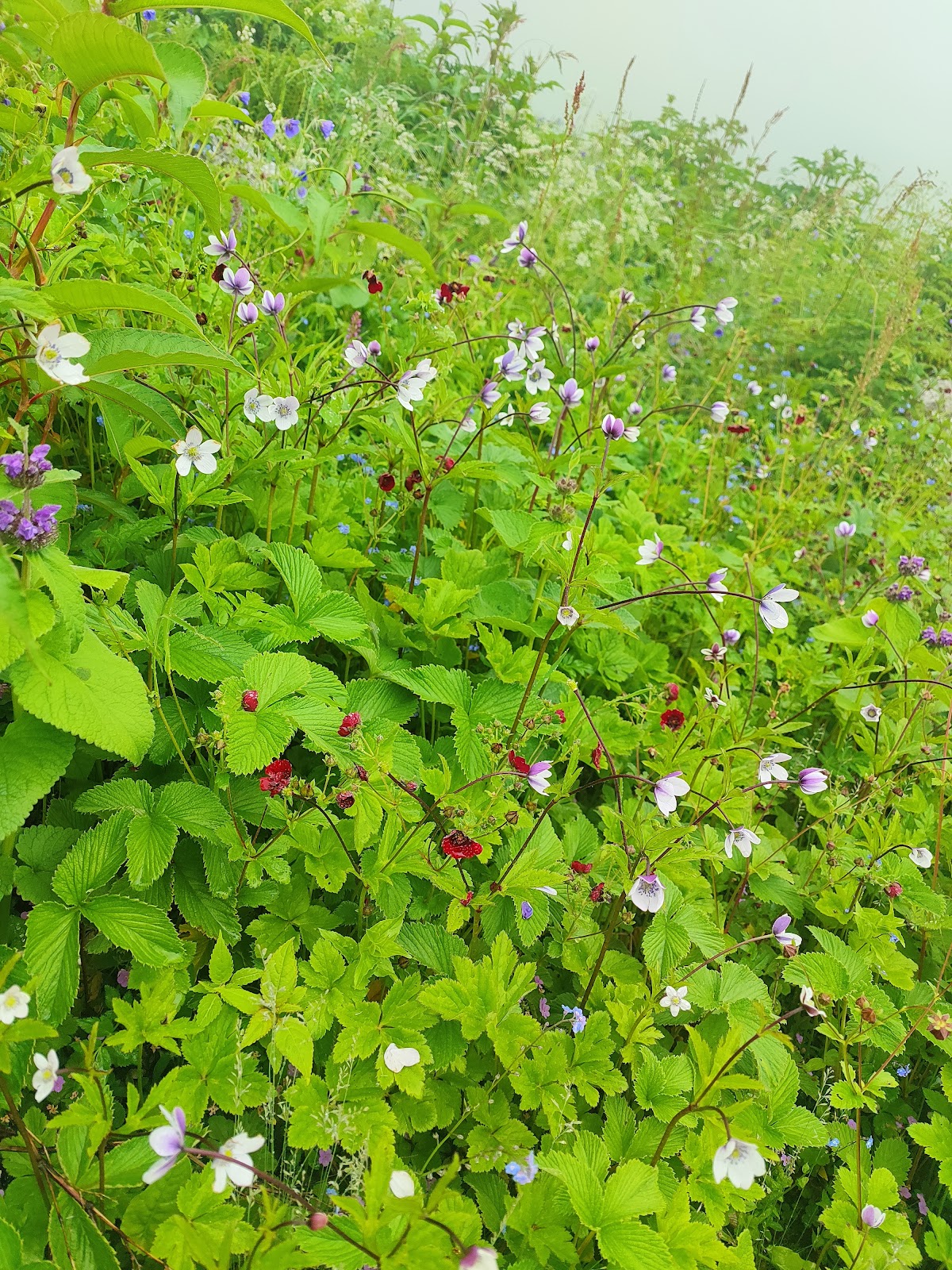 Valley of Flowers