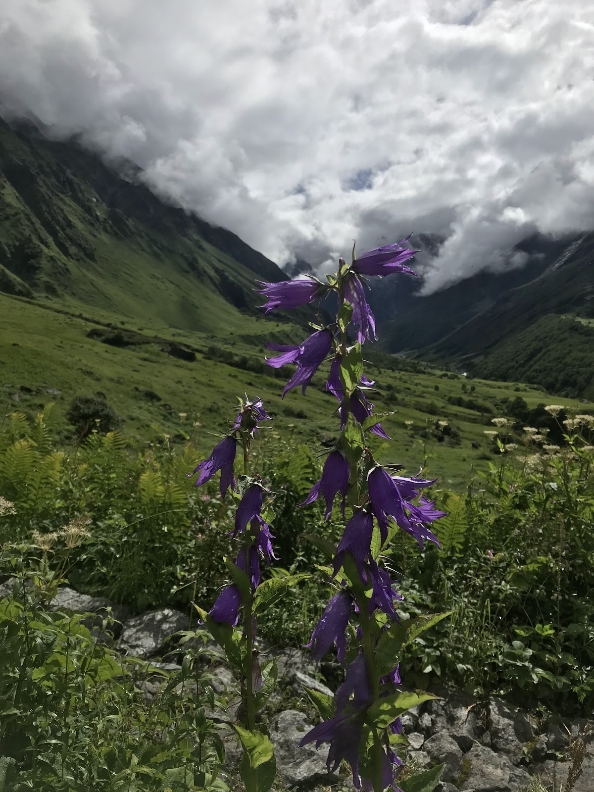 Valley of Flowers