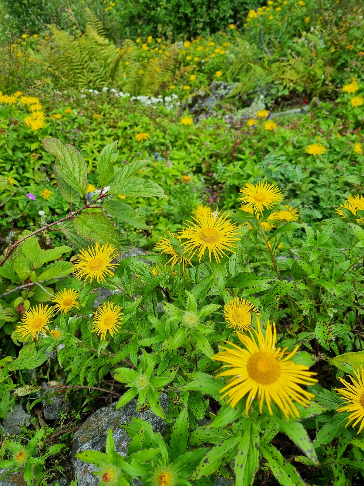 Valley of Flowers
