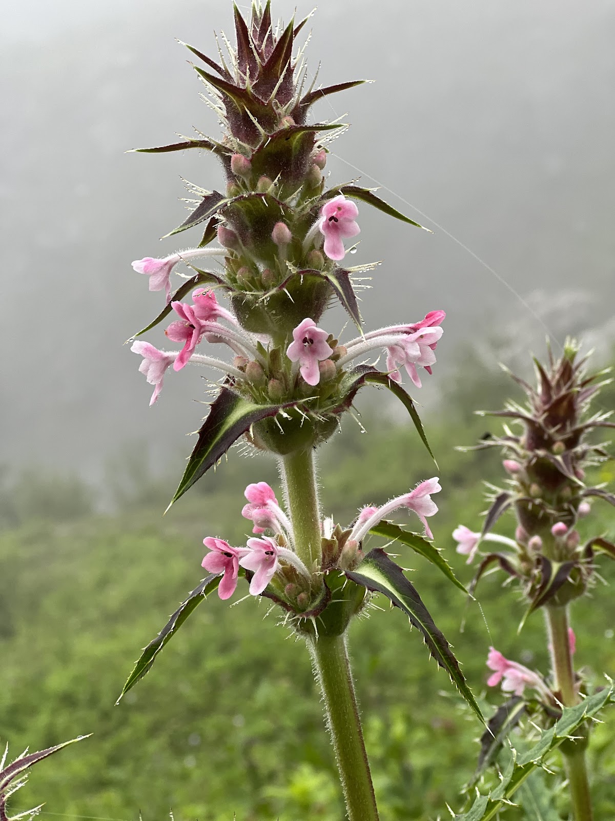 Valley of Flowers