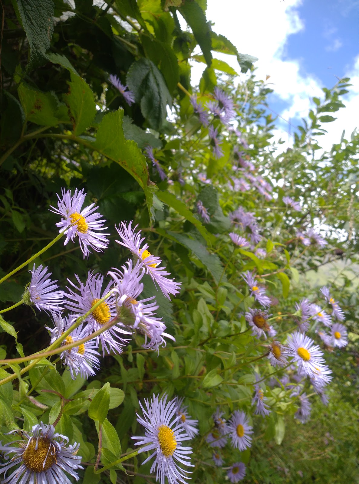 Valley of Flowers