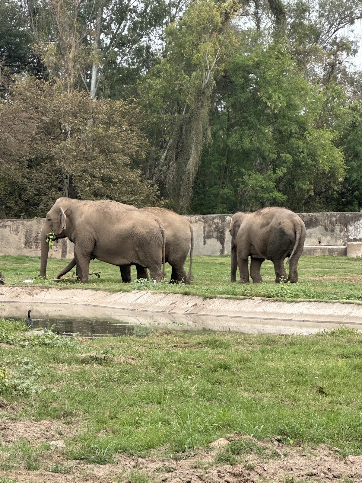 Chhatbir Zoological Park