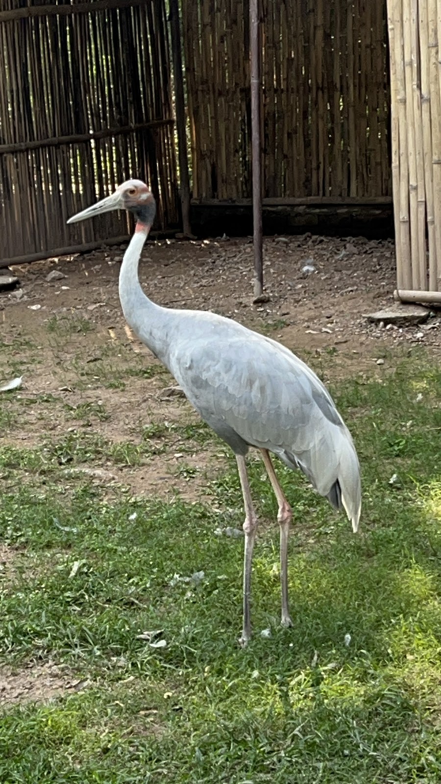 Chhatbir Zoological Park