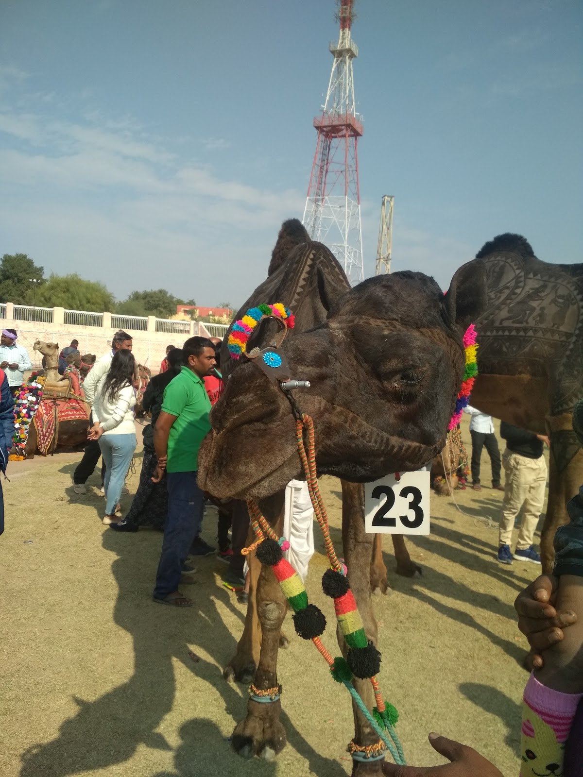 Bikaner Camel Festival