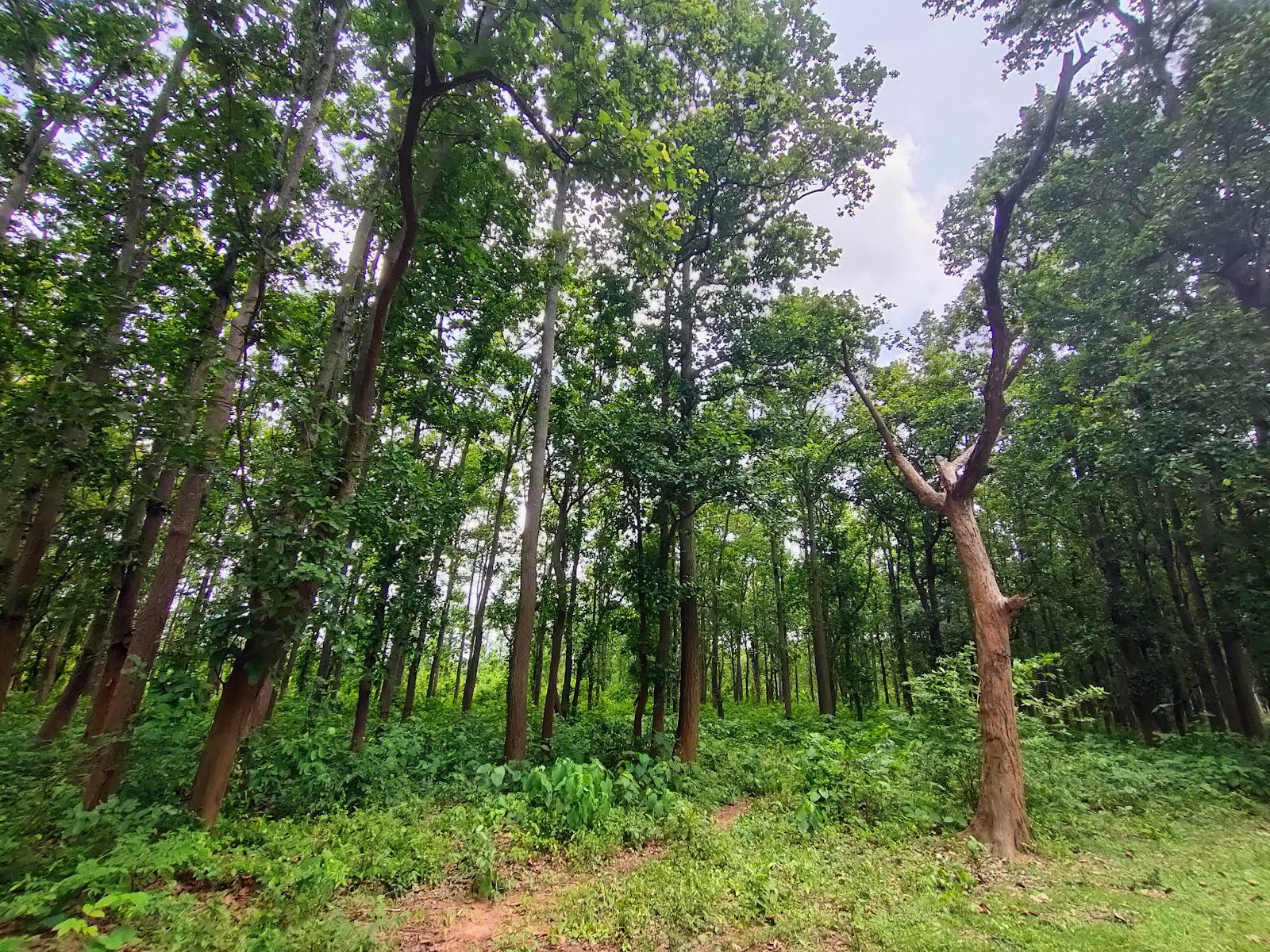 Joypur Forest