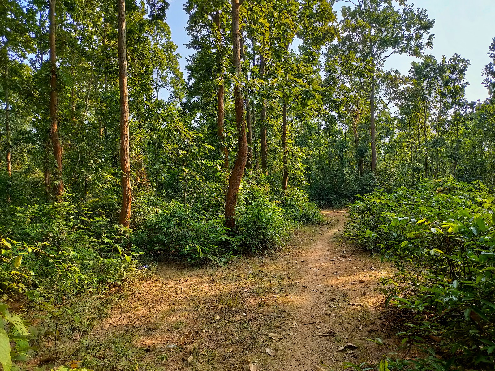 Joypur Forest