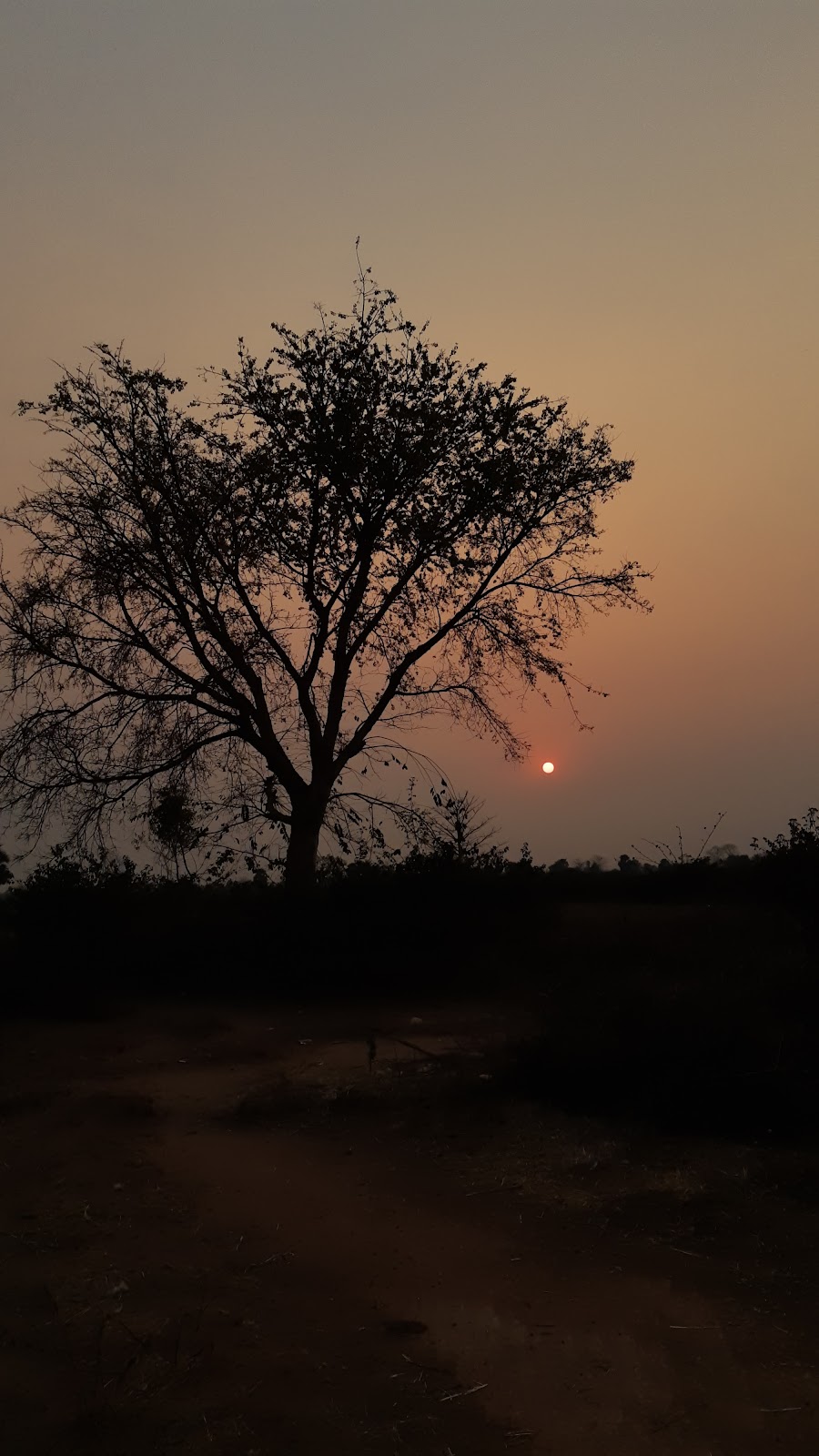 Joypur Forest