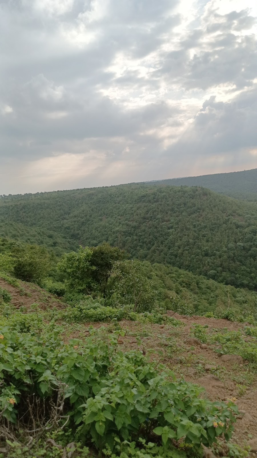 Sugarcane Fields Viewpoint