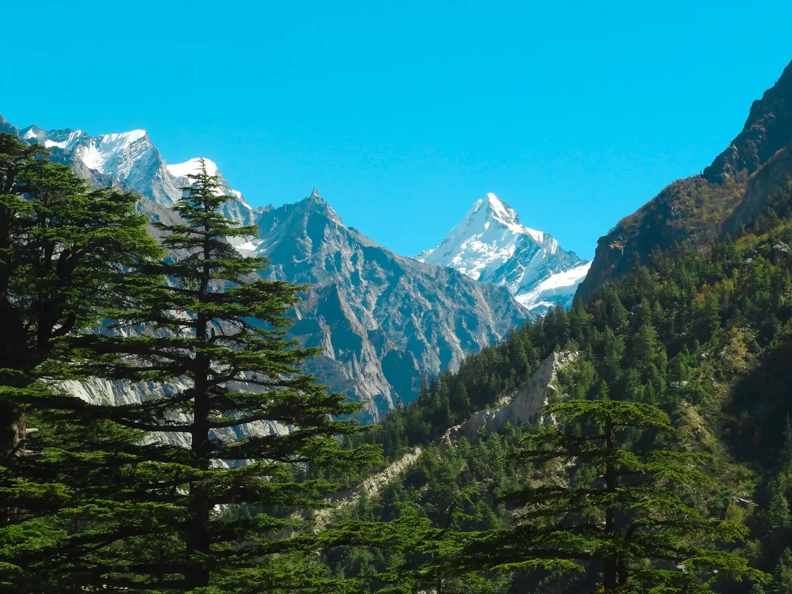 Gangotri National Park