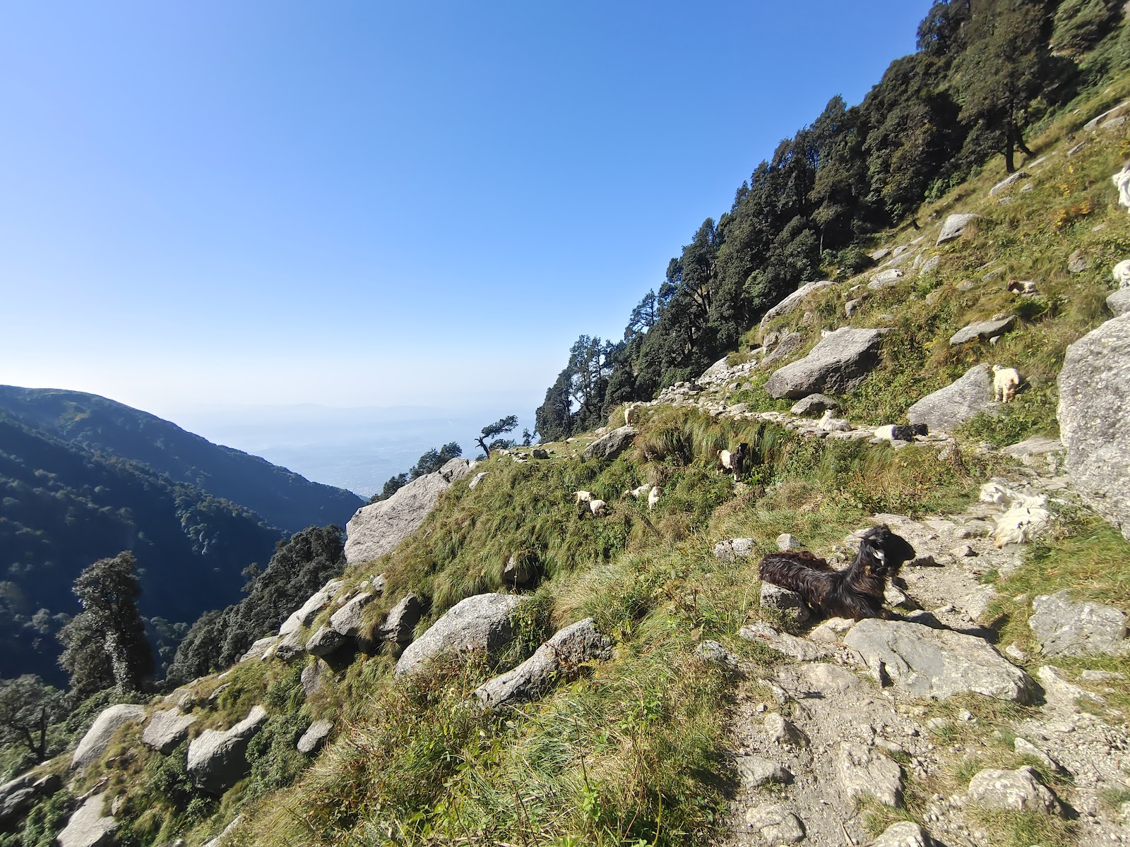 Trekking to Triund