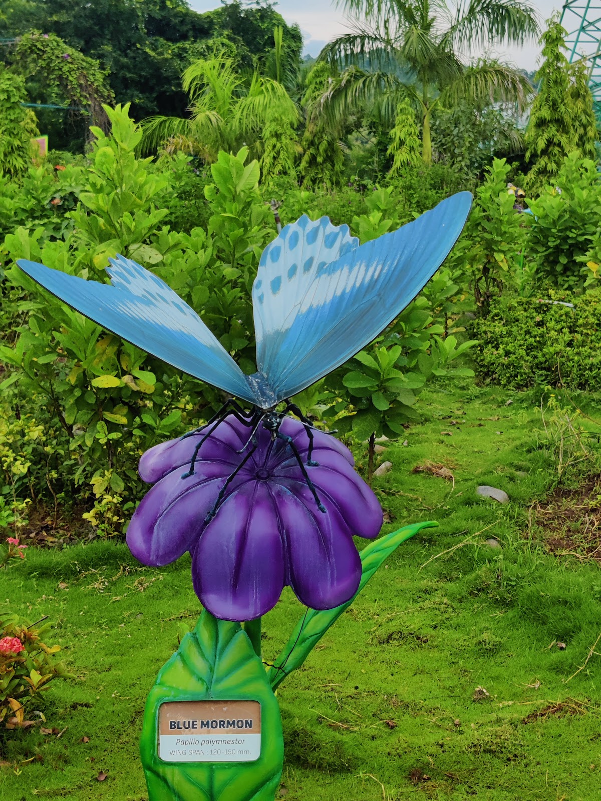 Butterfly Garden Dharampur Gujarat India