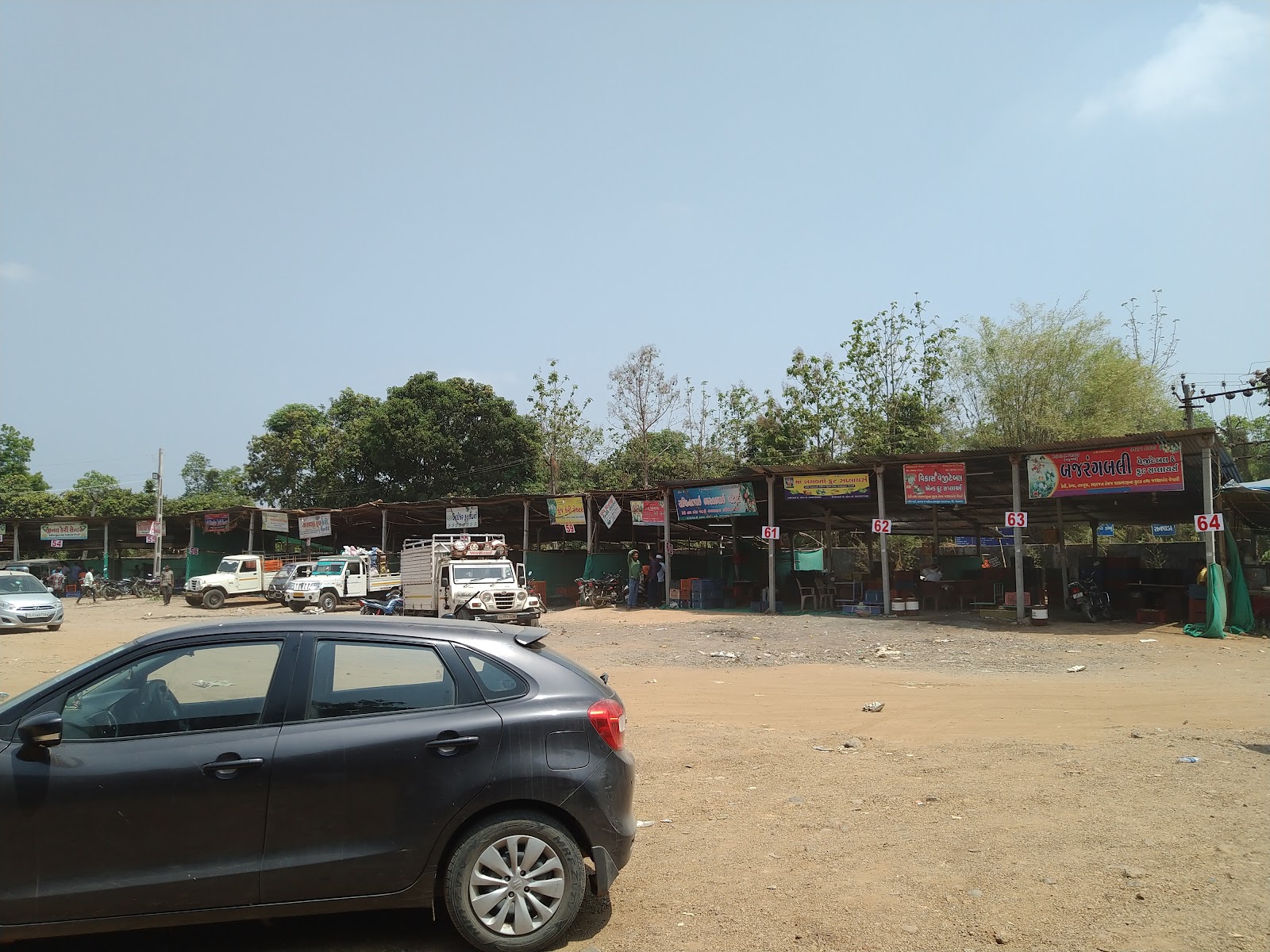 Local Mango Orchards Dharampur Gujarat India