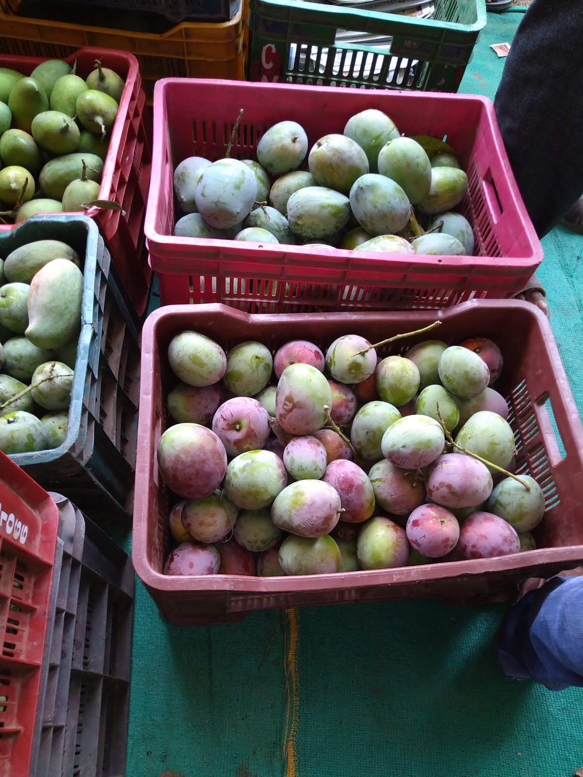 Local Mango Orchards Dharampur Gujarat India