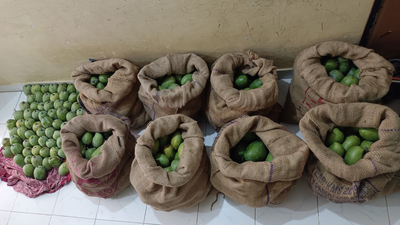 Local Mango Orchards Dharampur Gujarat India