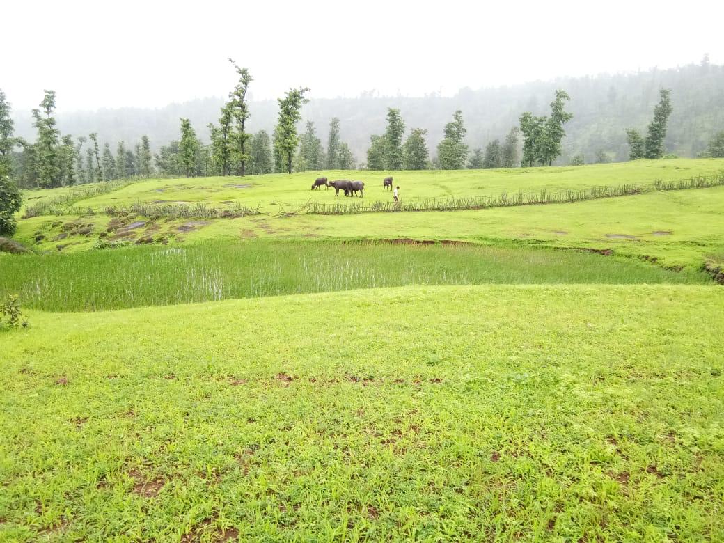 Wilson Hills Dharampur Gujarat India