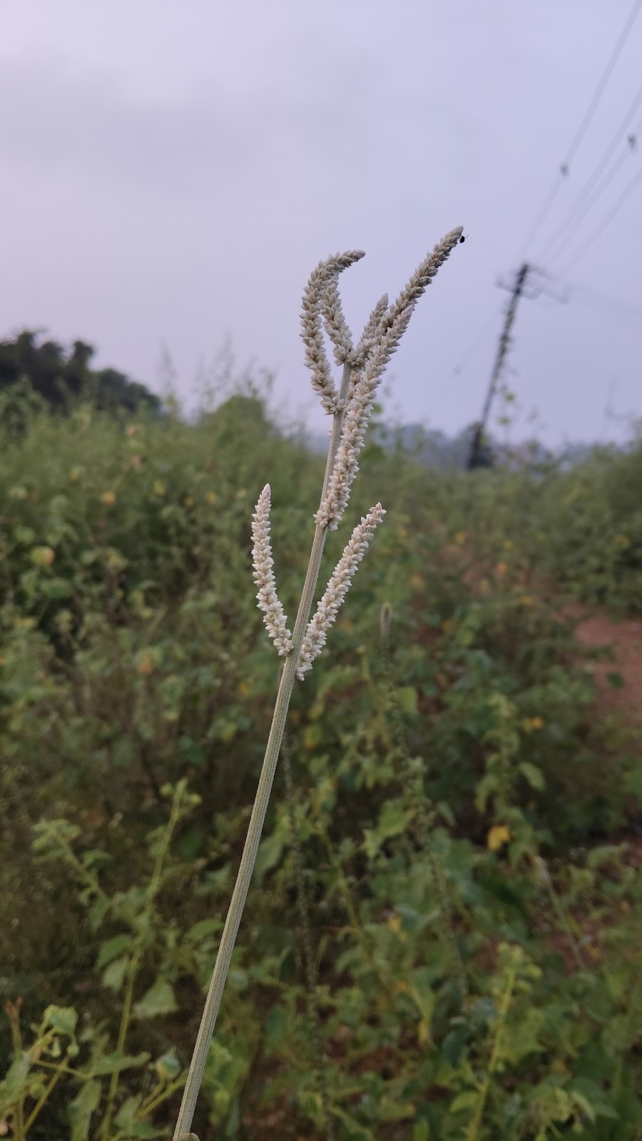 Local Cultural Center